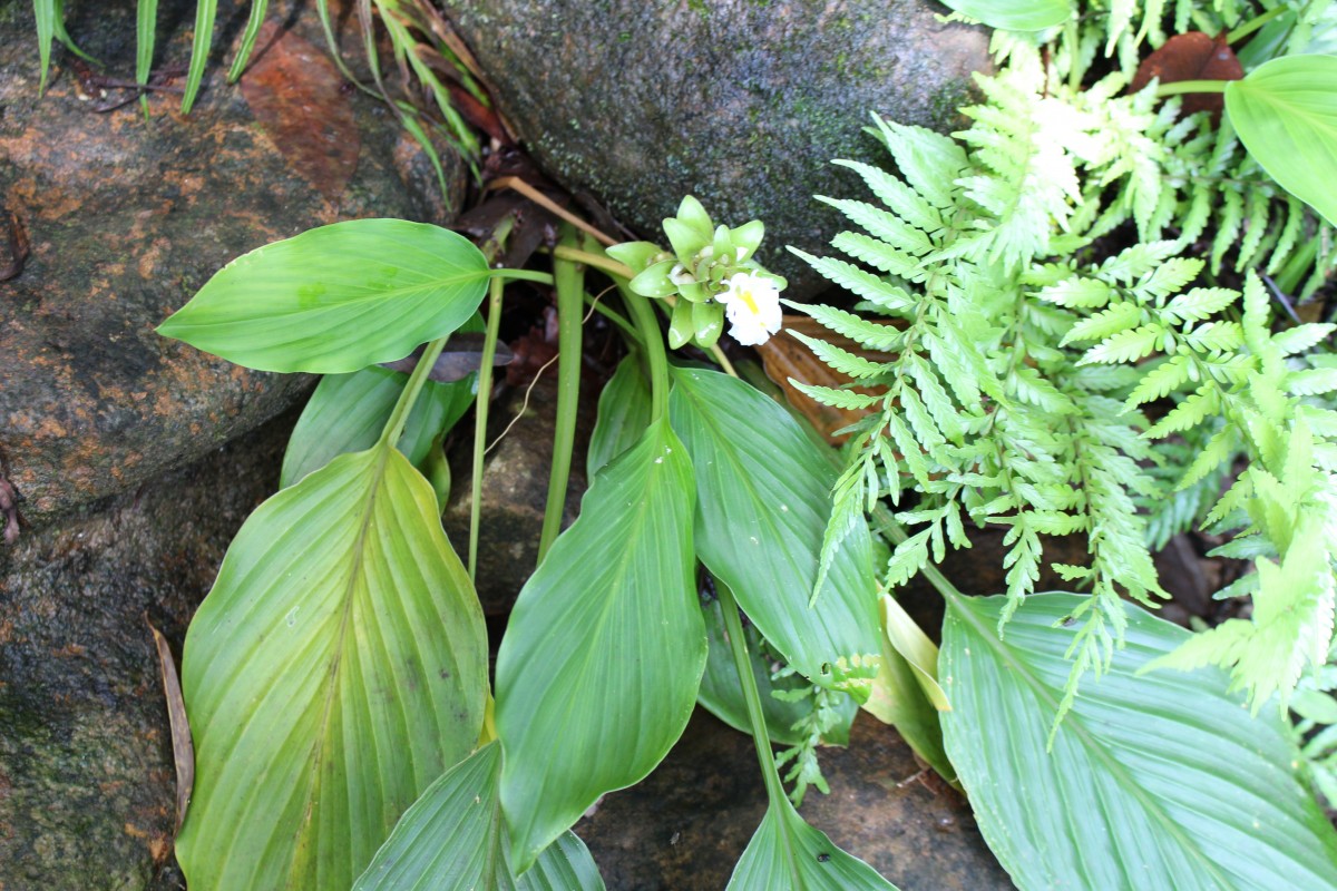 Curcuma albiflora Thwaites